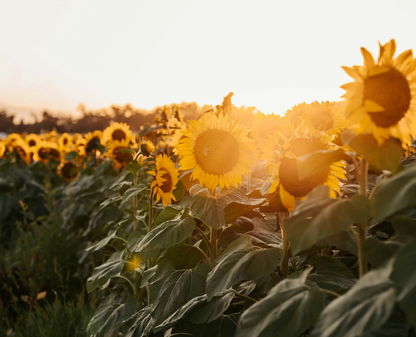 The Enduring Principle of Perseverance